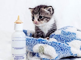 Primaire afbeelding van Foster Kittens 101