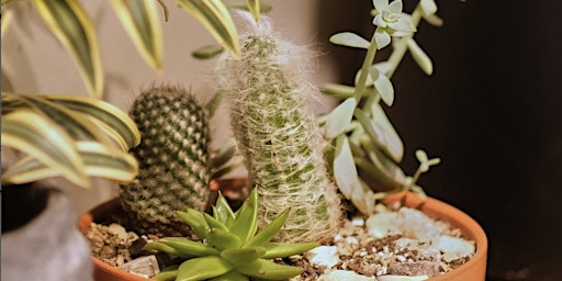 Immagine principale di Cactus Garden Workshop 