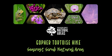 Adventure Awaits - Florida Gopher Tortoise Day: Gopher Tortoise Hike