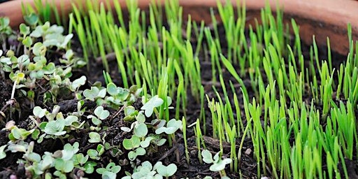Imagem principal do evento Gardening in the Mountains presents: ABC's of Microgreens