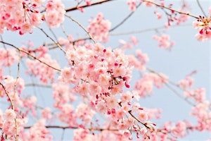 Immagine principale di The Oaks Bed & Breakfast Presents: Cherry Blossom Brunch 