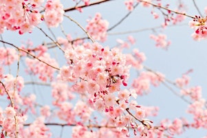 Primaire afbeelding van The Oaks Bed & Breakfast Presents: Cherry Blossom Brunch