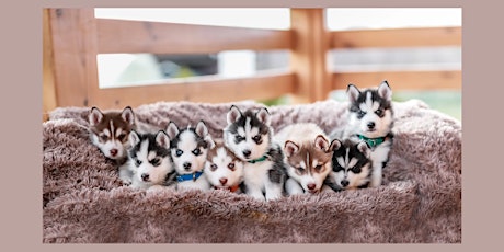 Imagem principal do evento Siber Sled Dogs- Puppies