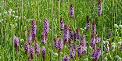 Hauptbild für Bird and Butterfly Buffet Sunny Sites with Medium to Moist Soils