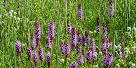 Bird and Butterfly Buffet Sunny Sites with Medium to Moist Soils
