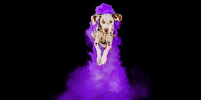 High Flying Dog Photography Workshop with Powder  -  Anabel DFlux  primärbild