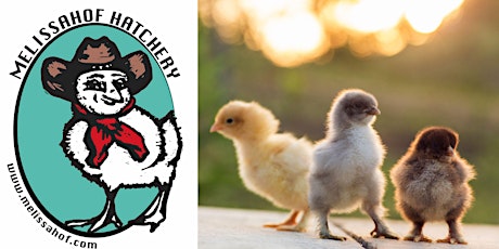 Poultry Keeping: Baby Chick & Laying Hen Care primary image