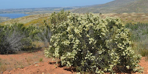 Otay Mountain Botanical Exploration with Jonathan Snapp-Cook primary image