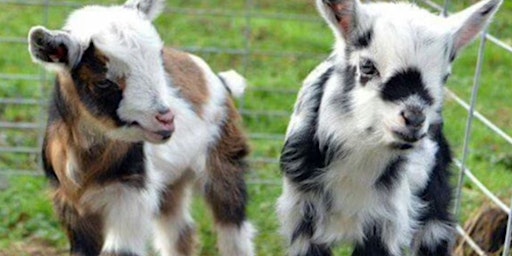 Primaire afbeelding van Baby Goat Social Hour