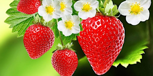 Grow Your Own Strawberries primary image