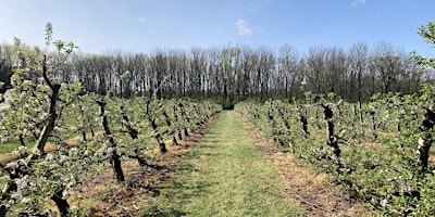 Apple Blossom 5k primary image