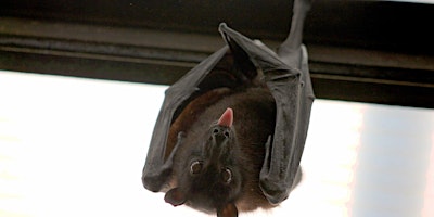 Nature Talks in the Library: The Wonderful World of Bats! primary image