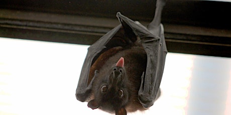 Nature Talks in the Library: The Wonderful World of Bats!