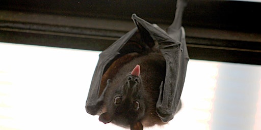Primaire afbeelding van Nature Talks in the Library: The Wonderful World of Bats!