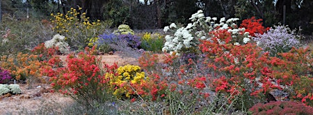 Hauptbild für WA native plant sale - northern suburbs