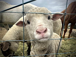 Brightside Farm Sanctuary Tours primary image