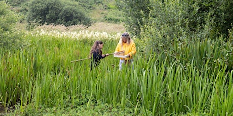 Creatures of the Wetland at Den of Maidencraig LNR