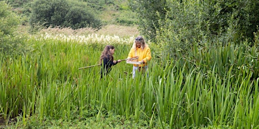 Creatures of the Wetland at Den of Maidencraig LNR primary image