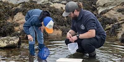 Rockpooling at Cove Bay Harbour primary image