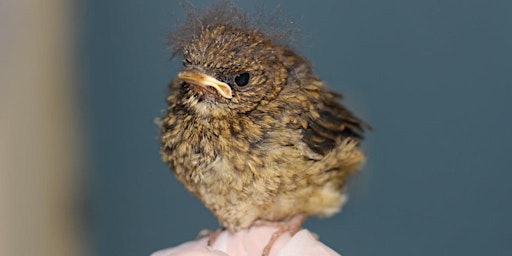 Baby Bird Season: what you need to know! primary image