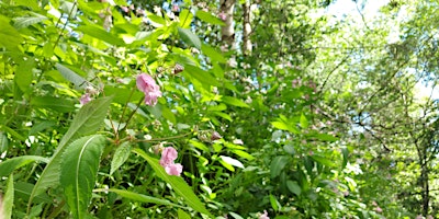 Practical Conservation Task - Himalayan Balsam Bashing primary image