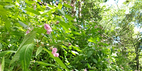 Practical Conservation Task - Himalayan Balsam Bashing