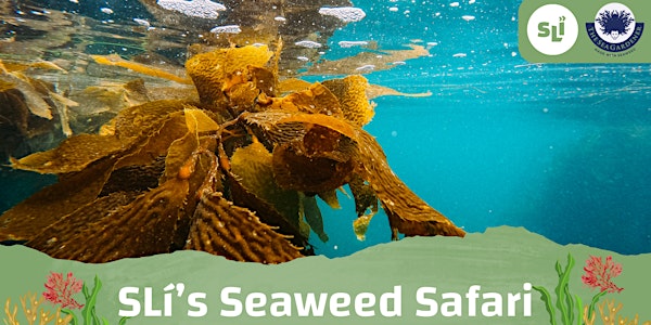 SLí's Seaweed Safari