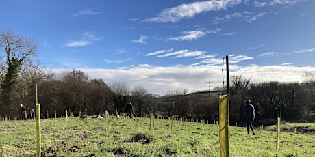 Tree Planting near Bickington