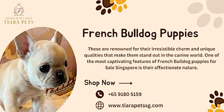 French Bulldog puppies for Sale Singapore