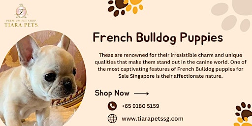 Imagen principal de French Bulldog puppies for Sale Singapore