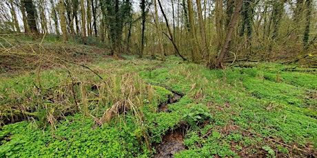 Rostherne Mere Invertebrate Recording Day