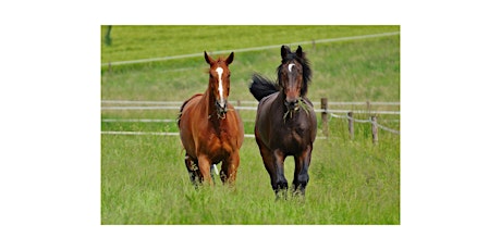 Horse Pasture Management in the Sandhills