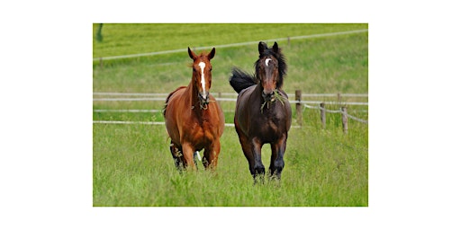 Imagem principal de Horse Pasture Management in the Sandhills