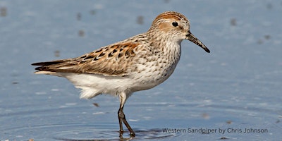 Drop-in Birding Station in Shoreline Park by SCVAS primary image