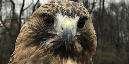 Hauptbild für Wild Bird Encounters- Session One- 1:00-1:30 PM