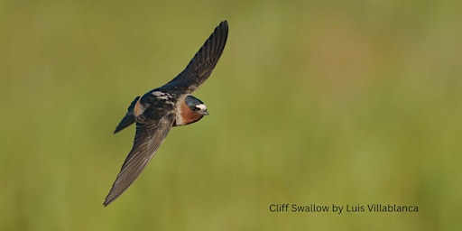 Imagem principal de Hi Swallows! A Mandarin Bilingual Bird Outing at Palo Alto Baylands