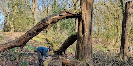 Borsdane Wood Invertebrate Recording Day