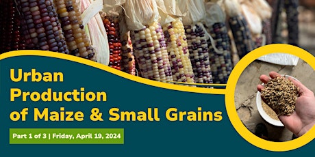Urban Production of  Maize & Small Grains (Part 1 of 3)