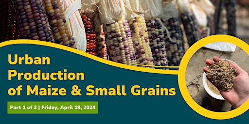 Hauptbild für Urban Production of  Maize & Small Grains (Part 1 of 3)