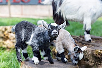 Goat Cuddles at Boglily Farm Steading