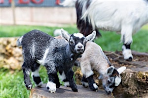 Goat Cuddles at Boglily Farm Steading  primärbild