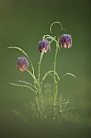 Primaire afbeelding van Fritillary Walk at Broad Meadow