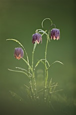 Fritillary Walk at Broad Meadow primary image