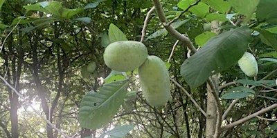 Foraging Level 1: Paw Paw Haul with Taylor Roman primary image