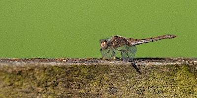 Primaire afbeelding van Summer Dragonfly Walk