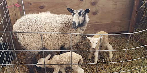 Primaire afbeelding van SHEEP BREEDS TOUR OF THE SHEEP BARN