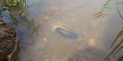 Walk in the Woods: Mussel Power with Anacostia Watershed Society primary image