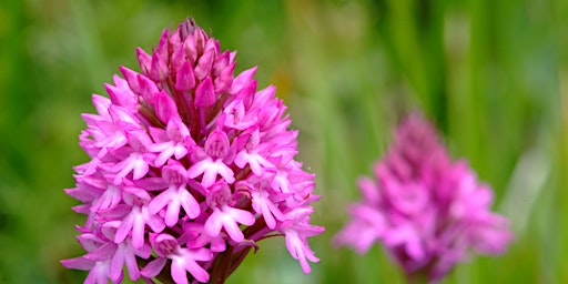 Primaire afbeelding van Local Volunteers Event: Evening Chalk Downland Wildflower Walk