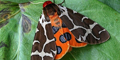 Primaire afbeelding van Moth Evening with the Norfolk Moth Group at Wheatfen