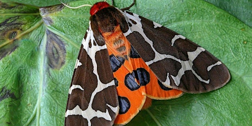 Imagem principal do evento Moth Evening with the Norfolk Moth Group at Wheatfen